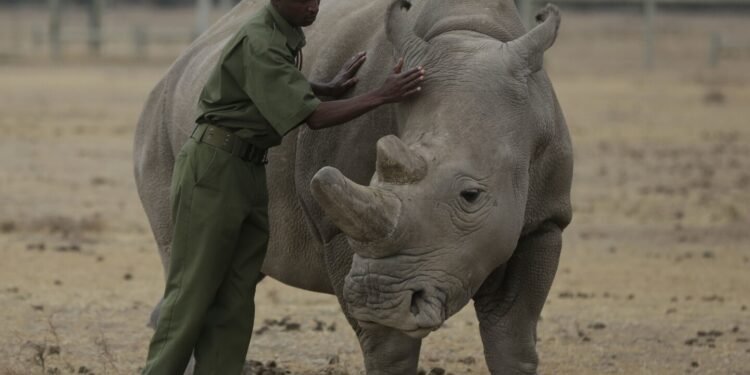 A rhino got pregnant from embryo transfer, in a success that may help nearly extinct subspecies