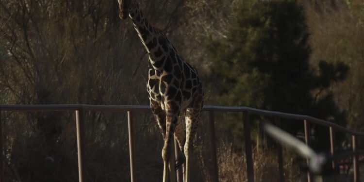 Benito the giraffe leaves extreme weather at Mexico’s border and heads to a more congenial home