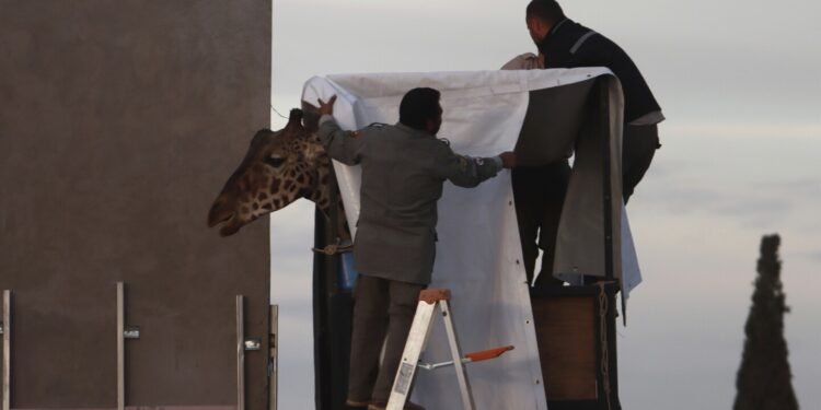 Gangly adolescent giraffe Benito has arrived at his new home. Now comes the hard part -- fitting in