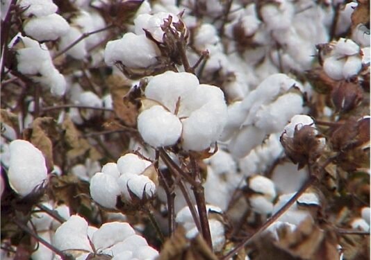 Early cotton cultivation to give bumper production: DD Agriculture