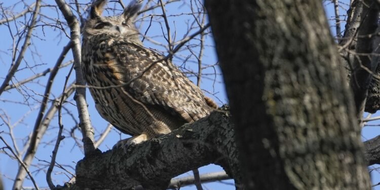 What killed Flaco the owl? New York zoologists testing for toxins, disease as contributing factors