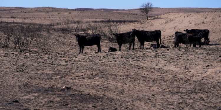 Texas Panhandle ranchers face losses and grim task of removing dead cattle killed by wildfires