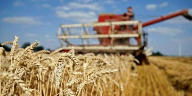 Wheat rises but strong supply, rising dollar limit gains