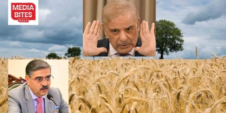 Wheat Scandal