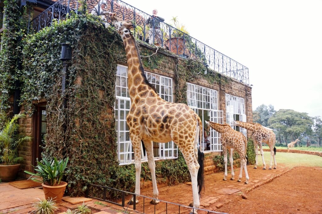 Lahore to Open Pakistan’s First-Ever Giraffe Café at Safari Park Giraffe Café Lahore