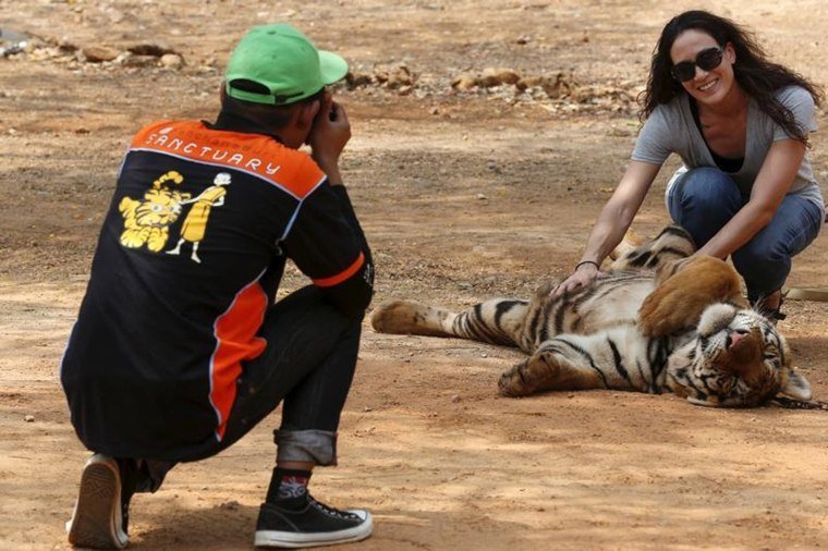 Deadly outbreak wipes out 72 tigers at Tiger Kingdom