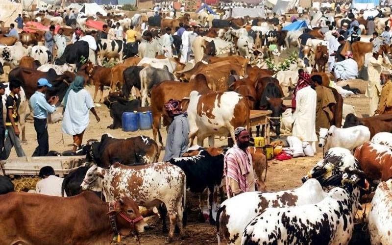 Eid Sacrifices Surge to 7.47 Million as Hides Fetch Billions