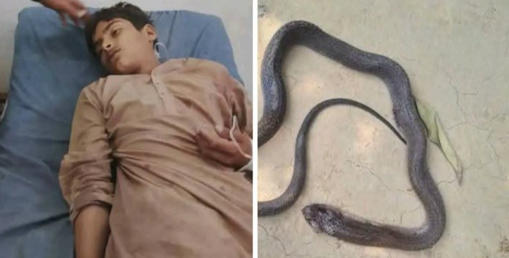 Snakebite victim dies after ambulance without oxygen shocks Interior Sindh