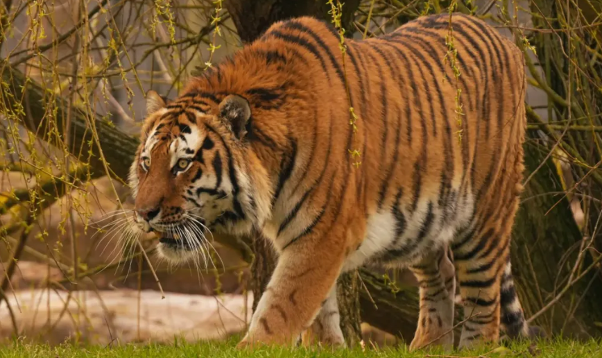 How Did a Man Enter a UK Zoo’s Tiger Enclosure and Die?